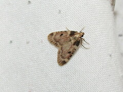 Aglossa costiferalis