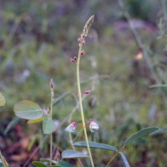 Desmodium grahamii