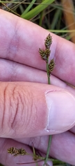 Carex lachenalii