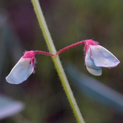 Desmodium grahamii