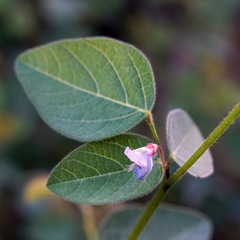 Desmodium grahamii