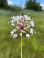 Allium suaveolens