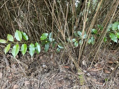 Ilex pedunculosa