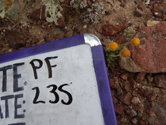 Erigeron chrysopsidis austiniae