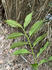 Ilex pedunculosa