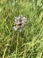 Allium suaveolens