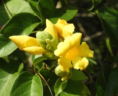 Adenocalymma inundatum