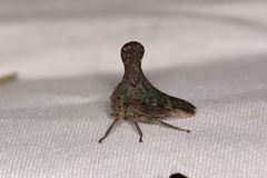 Glossonotus acuminatus