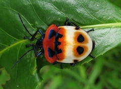 Poecilocoris latus