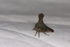 Glossonotus acuminatus