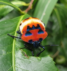 Poecilocoris latus