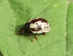 Calligrapha intermedia