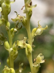Platanthera colemanii