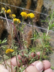 Lonas annua
