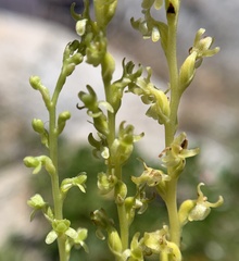 Platanthera colemanii