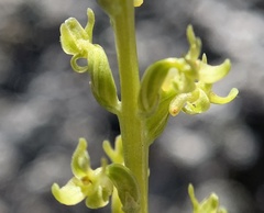 Platanthera colemanii