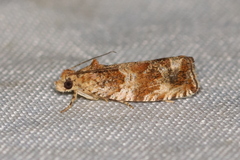 Olethreutes baccatanum