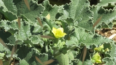 Ecballium elaterium