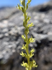 Platanthera colemanii