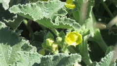 Ecballium elaterium