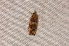 Olethreutes baccatanum