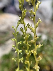 Platanthera colemanii