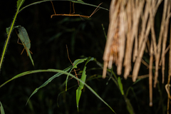 Spinoparapachymorpha spinosa