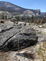 Platanthera colemanii