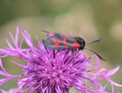 Zygaena filipendulae