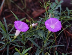 Ipomoea plummerae