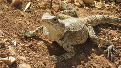 Laudakia vulgaris