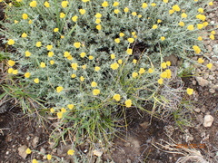 Helichrysum cymosum