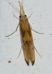 Triaenodes tardus