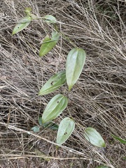 Smilax lanceifolia