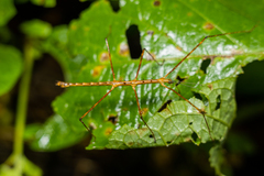 Spinoparapachymorpha spinosa