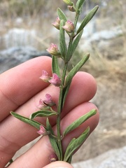 Scutellaria siphocampyloides