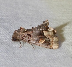Homophoberia apicosa