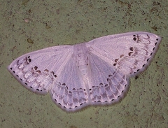 Teldenia specca
