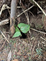 Gaultheria leucocarpa