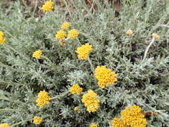 Helichrysum cymosum