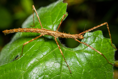 Spinoparapachymorpha spinosa