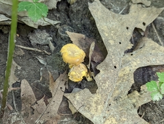 Cantharellus lewisii
