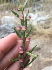 Scutellaria siphocampyloides