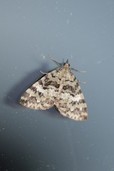 Hydriomena speciosata