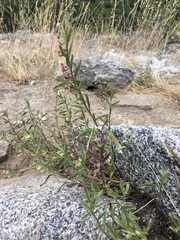 Scutellaria siphocampyloides