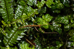 Spinoparapachymorpha spinosa