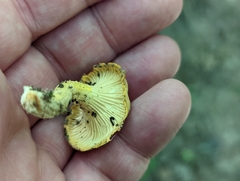 Cantharellus lewisii