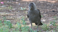 Corvus monedula