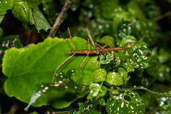 Spinoparapachymorpha