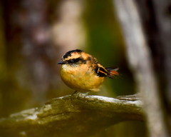 Aphrastura spinicauda fulva